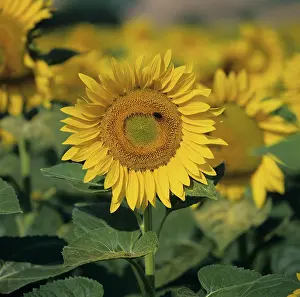 Composite: Sunflower Facing the Sun