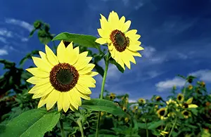 Anthony Harrison: Sunflower - FARB FASCINATION