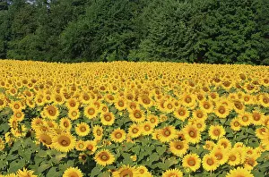 Phototropism: Sunflower Field