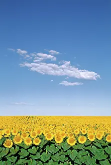Dakota: Sunflower field