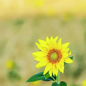 Sunflower: Sunflower in a field