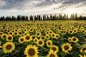Tuscany: Sunflower field and cypresses, near Piombino, province of Li