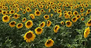 Helianthus: Sunflower Field, helianthus sp, Normandy in France