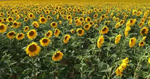 Helianthus: Sunflower Field, helianthus sp, Normandy in France