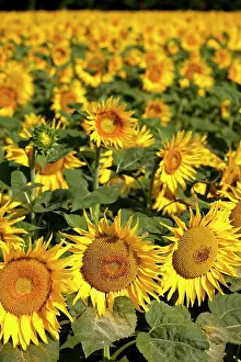 Cheery: Sunflower field near Saint Remy de-Provence