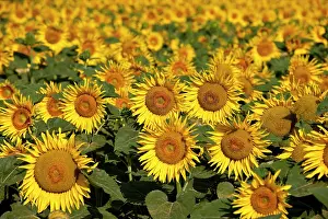 Cheery: Sunflower field near Saint Remy de-Provence