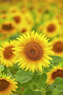 Territorial: Sunflower field at Partwitz Lake, Elsterheide, Oberspreewald