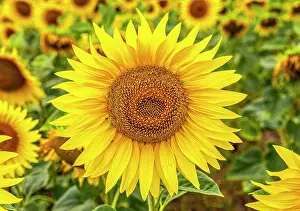 Sunflower: Sunflower field at Partwitz Lake, Elsterheide, Oberspreewald