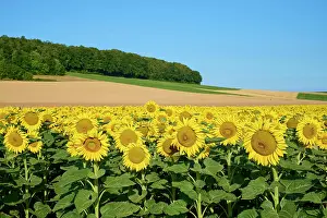 Franconia: Sunflower field in the summer, Wurzburg, Franconia