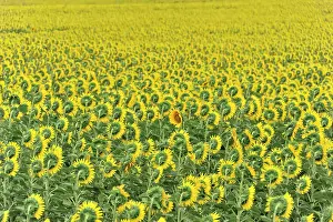 Montepulciano: Sunflower field, sunflowers (Helianthus annuus)