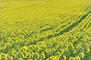 Montepulciano: Sunflower field, sunflowers (Helianthus annuus)