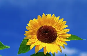 Anthony Harrison: Sunflower - with fly on top