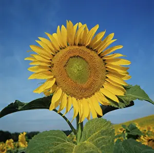 Composite: Sunflower (Helianthus annuus)