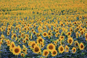 Danube: Sunflower (Helianthus annuus), agricultural plant