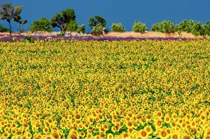 Lanes: Sunflower (Helianthus annuus) on a background of