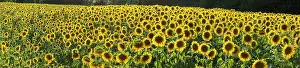 Annuus: Sunflower (Helianthus annuus) in the backlight o