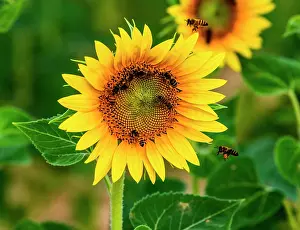 Worker: Sunflower (Helianthus annuus) close-up with bees