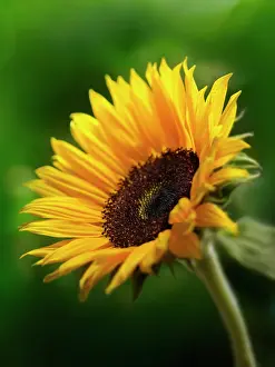 Favourite: Sunflower, Helianthus annuus, Close side view showing