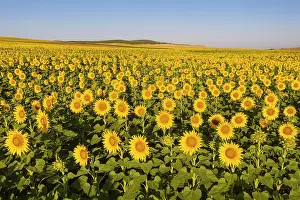 Campina: Sunflower (Helianthus annuus) cultivations in the
