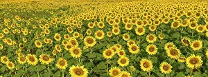 Annuus: Sunflower (Helianthus annuus) field, Franconia