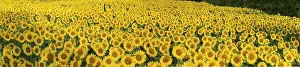 Franconia: Sunflower (Helianthus annuus) field in the morni