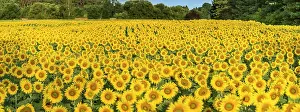 Annuus: Sunflower (Helianthus annuus) field in the morni