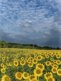 Annuus: Sunflower (Helianthus annuus) field in the morni