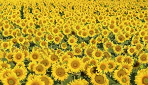 Annuus: Sunflower (Helianthus annuus) field in the morni