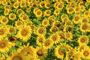 Annuus: Sunflower (Helianthus annuus) field in the morni