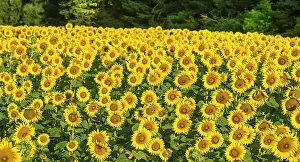 Annuus: Sunflower (Helianthus annuus) field in the morni