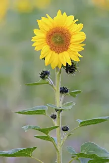 Annuus: Sunflower (Helianthus annuus) at flowering time