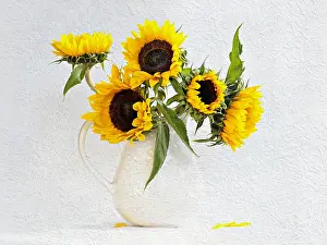 Classic: Sunflower, Helianthus annuus in jug vase. Artistic