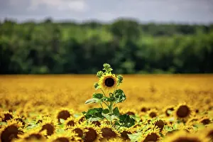 Annuus: Sunflower (Helianthus annuus) in sunflower field