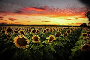 Annuus: Sunflower (Helianthus annuus) in sunflower field