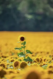 Annuus: Sunflower (Helianthus annuus) in sunflower field