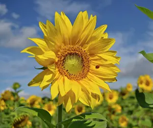 Farmer: Sunflower (Helianthus annuus) Sunflower field, ladybird