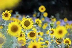 Annuus: Sunflower (Helianthus annuus), sunflower field