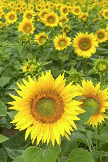 Annuus: Sunflower (Helianthus annuus) Sunlight, blossom