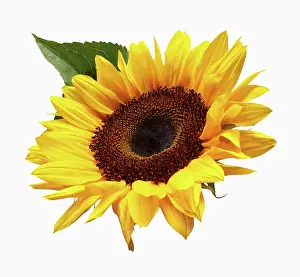 Nucifera: Sunflower, Helianthus annuus, Front view of single