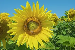 Apis: Sunflower (Helianthus annuus) with western (Apis
