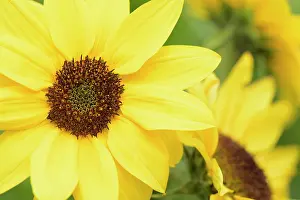 Favourite: Sunflower, Helianthus annuus, Yellow subject