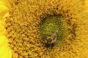 Classic: Sunflower, Helianthus cultivar, Yellow subject