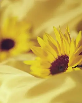 Officinale: Sunflower, Helianthus, Side view of two flowerheads