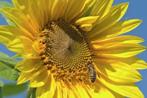 Gathers: Sunflower - a honeybee (apis mellifera) gathers