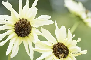Classic: Sunflower Italian White, Helianthus annuus Italian