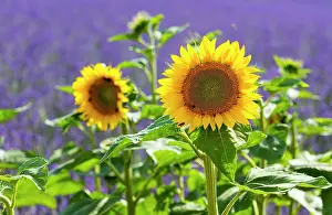 Haute: Sunflower and Lavender (lavandin) fields, Valensole