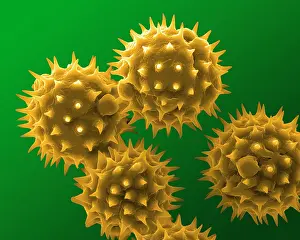 Granule: Sunflower Pollen