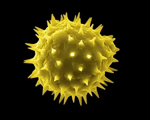 Granule: Sunflower Pollen