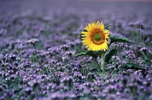 Arty: SUNFLOWER - In purple flowerfield