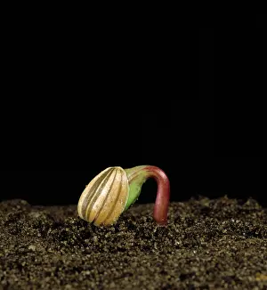 Sprouting: Sunflower seed Germinating